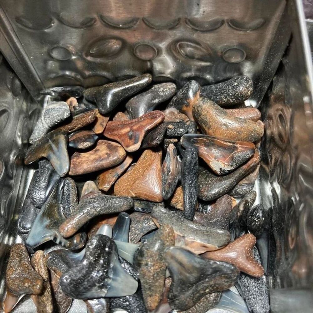Ten larger Shark teeth